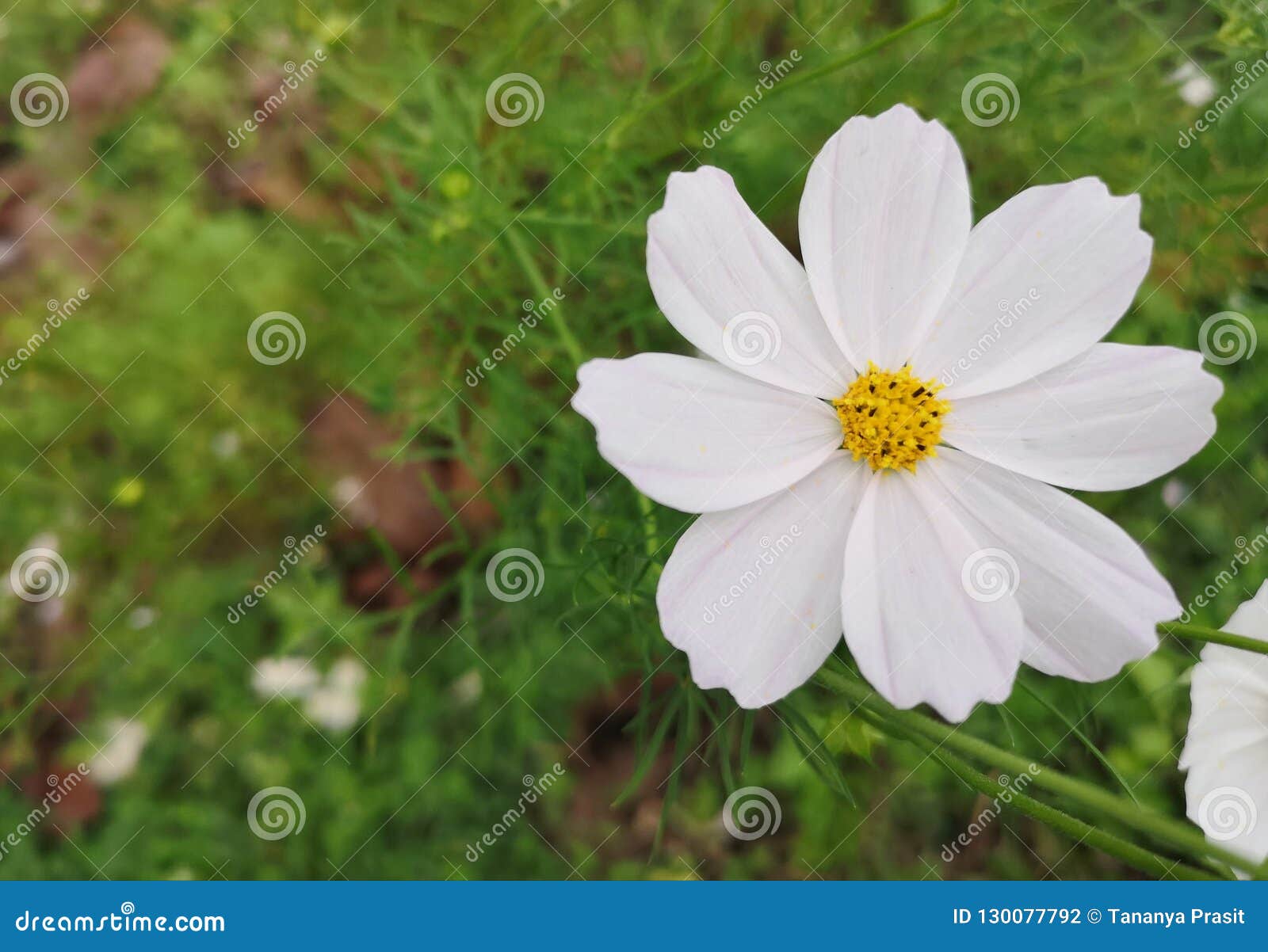 aÃ¢â¬â¹ whiteÃ¢â¬â¹ cosmosÃ¢â¬â¹ surroundedÃ¢â¬â¹ byÃ¢â¬â¹ itsÃ¢â¬â¹ leaves